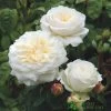 David Austin 'Tranquillity' White English Rose 6Ltr Pot -Gardenia Shop 5031825020718 f0d9bda7 7c69 46e3 8a7f 46dcbd603ba0