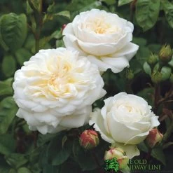 David Austin 'Tranquillity' White English Rose 6Ltr Pot