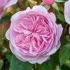 David Austin 'Olivia Rose Austin' Mid Pink English Rose 6Ltr Pot -Gardenia Shop 5031825021081