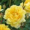 David Austin 'The Poet's Wife' Yellow English Rose 6Ltr Pot -Gardenia Shop 5031825021098