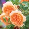 David Austin 'Dame Judi Dench' Orange English Rose 6Ltr Pot -Gardenia Shop 5031825021739
