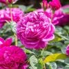 David Austin 'James L Austin' Deep Pink English Shrub Rose 6Ltr Pot -Gardenia Shop 5031825021746 c6dc1f71 20e3 45ad a784 81cc6d2e06f3