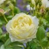 David Austin 'Vanessa Bell' Pale Yellow English Rose 6Ltr Pot -Gardenia Shop 5031825021753 f0766a4e 6721 4a00 b03c b80fec0bfd2d