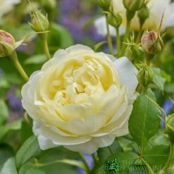 David Austin 'Vanessa Bell' Pale Yellow English Rose 6Ltr Pot
