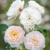 David Austin 'Emily Brontë' Pink English Rose 6Ltr Pot -Gardenia Shop 5031825021869