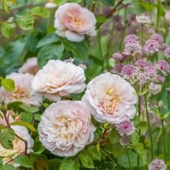 David Austin 'Emily Brontë' Pink English Rose 6Ltr Pot -Gardenia Shop 5031825021869 3 9b7506c8 1c1e 4c44 9a3b 79c60ca6b933