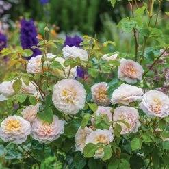 David Austin 'Emily Brontë' Pink English Rose 6Ltr Pot -Gardenia Shop 5031825021869 5 fbe9841b df99 4482 a9d2 8bfe3d7a6101