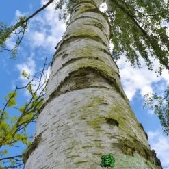 Betula Alba Pendula 12Ltr Pot
