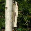 Betula Utilis 'Snow Queen' Birch Tree 12Ltr Pot -Gardenia Shop 5038838002755 86582681 98e1 40ee 978d 4545d54fc9dd