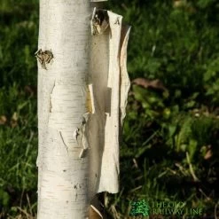 Betula Utilis 'Snow Queen' Birch Tree 12Ltr Pot
