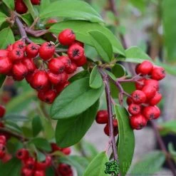 Cotoneaster 'Hybridus Pendulus' 12Ltr Pot