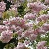 Prunus 'Kiku-Shidare-Zakura' Cherry Blossom Tree 10Ltr Pot -Gardenia Shop 5038838004490 b8918439 8826 474a ac01 6b5f26ce4dd4