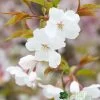 Prunus 'The Bride' Tree 12Ltr Pot -Gardenia Shop 5038838004629