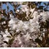 Ornamental Cherry Tree 'Prunus Pandora' 12Ltr Pot -Gardenia Shop 5038838004827