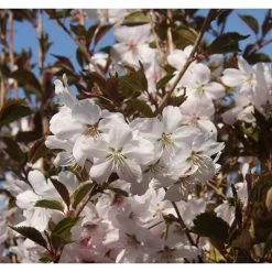 Ornamental Cherry Tree 'Prunus Pandora' 12Ltr Pot
