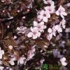 Prunus Cerasifera ‘Nigra’ Tree 12Ltr Pot