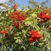 Sorbus Aucuparia 12Ltr Pot -Gardenia Shop 5038838005428