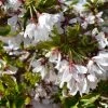 Cherry Blossom 'Snow Showers' Patio Top Worked Tree 11.5Ltr Pot 2 Cherry Blossom 'Snow Showers' Patio Top Worked Tree 11.5Ltr Pot -Gardenia Shop 5038838019197