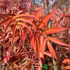 Sorbus Ulleungensis 'Olympic Flame' 12Ltr Pot