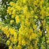 Laburnum Anagyroides ‘Yellow Rocket’ 12Ltr Pot -Gardenia Shop 5038838106224 8a1010d9 be0c 4920 bfac 842d13215c2d