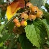 Crab Apple Tree 'Malus Golden Glory' 12Ltr Pot -Gardenia Shop 5038838120336