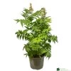 Sorbaria 'Sem' 3ltr Pot 1 Sorbaria 'Sem' 3ltr Pot -Gardenia Shop 5050704086607