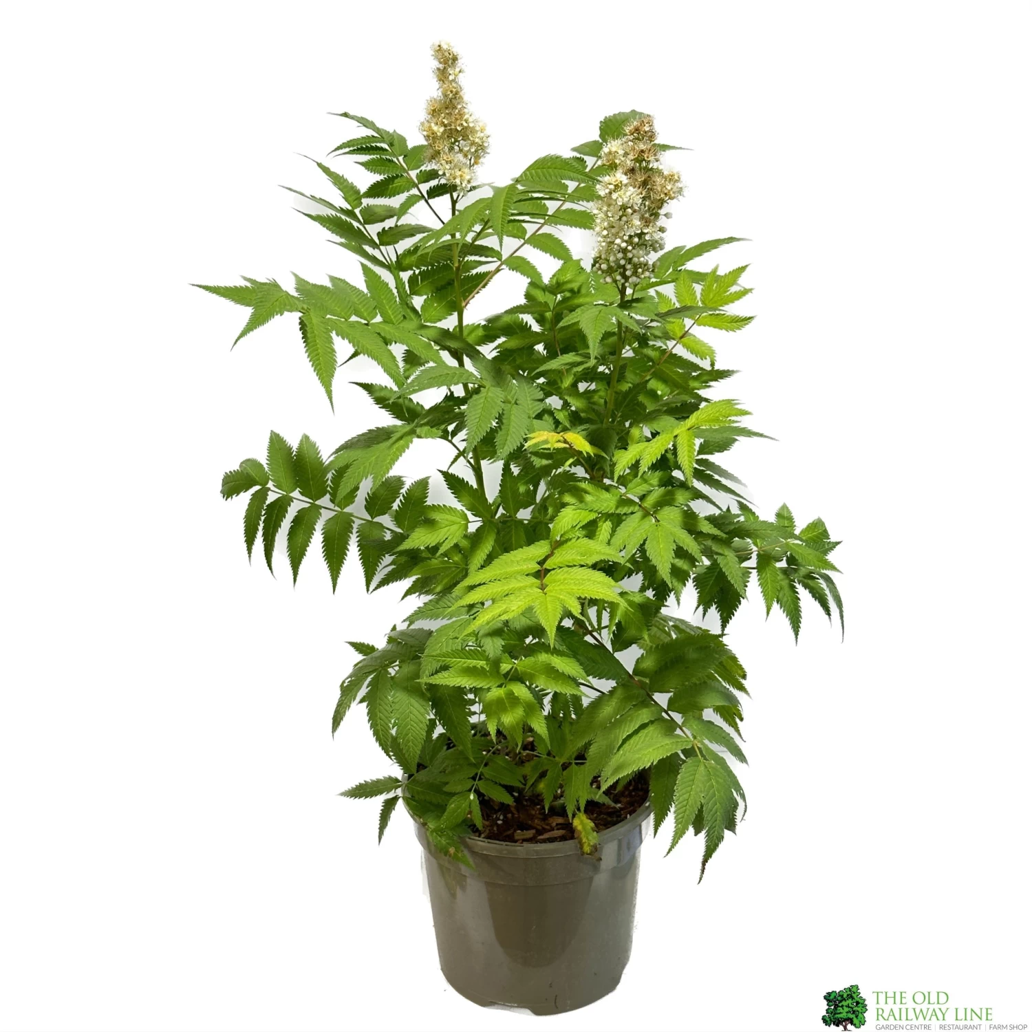 Sorbaria 'Sem' 3ltr Pot 3 Sorbaria 'Sem' 3ltr Pot