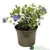 Vinca Minor 'Ralph Shugart' Plant 2Ltr Pot -Gardenia Shop 5050704147971