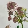 Astrantia 'Star Of Beauty' 2Ltr Pot -Gardenia Shop 5050704149791 08debb63 f961 43cd a471 624d5a3604b2