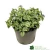 Brunnera Macrophylla 'Jack Frost' 3Ltr Pot 2 Brunnera Macrophylla 'Jack Frost' 3Ltr Pot -Gardenia Shop 5050704243598