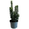 Euonymus Japonicus 'Green Rocket' 3Ltr Pot (NL) 1 Euonymus Japonicus 'Green Rocket' 3Ltr Pot (NL) -Gardenia Shop 5050704256734