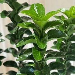 Euonymus Japonicus 'Green Rocket' 3Ltr Pot (NL) -Gardenia Shop 5050704256734 3