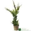 Cupressus 'Excalibur Gold' Conifer 3Ltr Pot -Gardenia Shop 5050704420210 c0ec8803 f0f5 4b90 8fc7 c596ad17406a