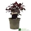 Cotinus 'Lilla' Smoke Bush 3Ltr Pot -Gardenia Shop 5050704486568 52a2b756 8831 4e1e b286 991d8fe6385f