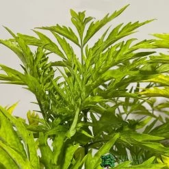 Sambucus Nigra 'Golden Tower' Elder Tree 3Ltr Pot 5 Sambucus Nigra 'Golden Tower' Elder Tree 3Ltr Pot -Gardenia Shop 5050704583229 2