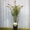 Taxus Baccata Common Yew Plant 2 Ltr 1 Taxus Baccata Common Yew Plant 2 Ltr -Gardenia Shop 5050704602722