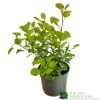 Cotinus Coggygria 'Golden Spirit' 3Ltr Pot -Gardenia Shop 5050704603385