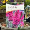 Buddleja 'Prince Charming' 5Ltr Pot