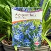Agapanthus 'Pitchoune Blue' Plant 2Ltr Pot -Gardenia Shop 5050704604788 26ea92d2 5d2b 48da b063 10784f78180a