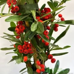 Pyracantha Coccinea 'Red Star' Fire Thorn 3Ltr Pot 5 Pyracantha Coccinea 'Red Star' Fire Thorn 3Ltr Pot -Gardenia Shop 5050704626780 2