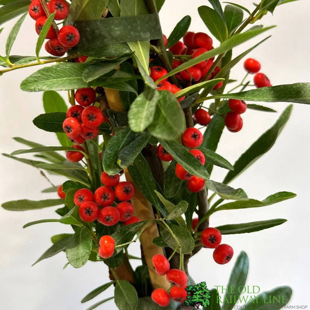 Pyracantha Coccinea 'Red Star' Fire Thorn 3Ltr Pot 4 Pyracantha Coccinea 'Red Star' Fire Thorn 3Ltr Pot - Image 2