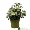 Hydrangea 'Runaway Bride' Plant 3Ltr Pot 1 Hydrangea 'Runaway Bride' Plant 3Ltr Pot -Gardenia Shop 5050704637069 90834b77 23de 4095 8358 3af3053ca686
