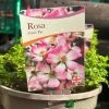 Pink Ground Cover Rose 'Rosa Cutie Pie' 3Ltr Pot 1 Pink Ground Cover Rose 'Rosa Cutie Pie' 3Ltr Pot -Gardenia Shop 5050704637588