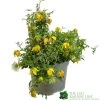 Clematis 'Little Lemons' Climber 3Ltr Pot 1 Clematis 'Little Lemons' Climber 3Ltr Pot -Gardenia Shop 5050704637878 b89a66c5 4c98 4906 a22f 8d51c189bfda