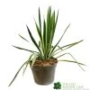 Yucca Filamentosa 'Bright Edget' 3Ltr Pot -Gardenia Shop 5050704639667 6447b7f4 5202 4227 9495 149920b15b6e