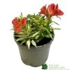 Alstroemeria 'Little Miss Zoe' Peruvian Lily 1 Alstroemeria 'Little Miss Zoe' Peruvian Lily -Gardenia Shop 5050704640373