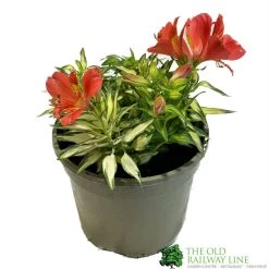 Alstroemeria 'Little Miss Zoe' Peruvian Lily