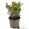Euonymus Japonicus 'Bravo' 3Ltr Pot -Gardenia Shop 5050704640649