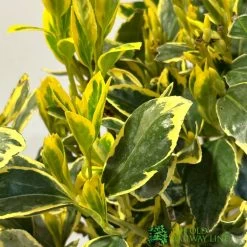 Euonymus Japonicus 'Bravo' 3Ltr Pot 5 Euonymus Japonicus 'Bravo' 3Ltr Pot -Gardenia Shop 5050704640649 2