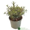 Coprosma 'Fireburst' 3Ltr Pot -Gardenia Shop 5050704641356 3416d161 1c98 4e67 abed 106d55d30689